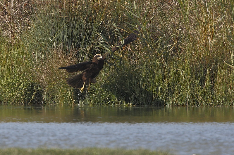 Falco di palude (serie)